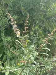 Ligustrum quihoui