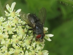 Epicampocera succincta