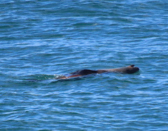 Arctocephalus pusillus pusillus