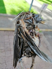 Turdus rufopalliatus