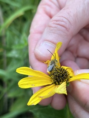 Melissodes trinodis