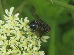 Epicampocera succincta