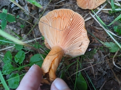 Lactarius