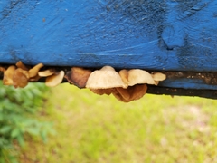 Crepidotus crocophyllus