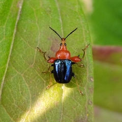 Alleuscelus violaceipennis