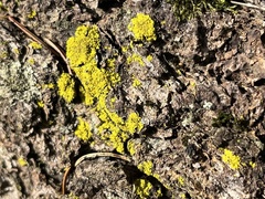 Candelariaceae