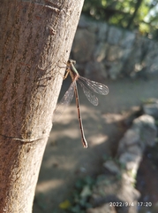 Lestidae