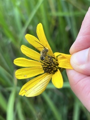 Melissodes trinodis