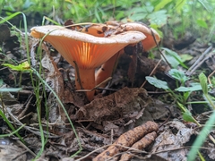 Lactarius