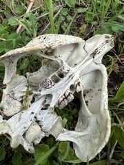 Cuniculus taczanowskii