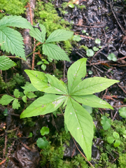 Lysimachia borealis