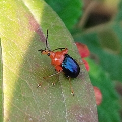 Alleuscelus violaceipennis
