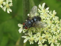 Epicampocera succincta