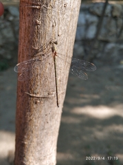 Lestidae