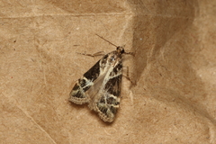 Eudonia melanaegis