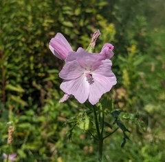 Malva moschata