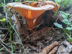 Lactarius