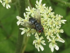 Epicampocera succincta