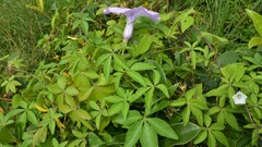 Ipomoea cairica