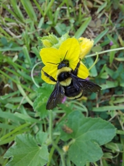 Bombus medius