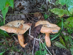 Lactarius