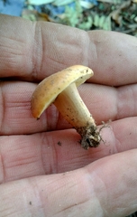 Xerocomellus ripariellus