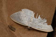 Orthoclydon praefectata