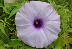 Ipomoea cairica