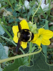 Bombus medius