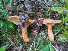 Lactarius