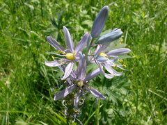 Camassia quamash