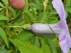 Ipomoea cairica
