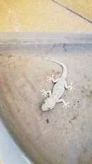 Tarentola mauritanica mauritanica