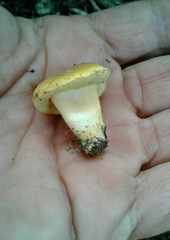 Xerocomellus ripariellus