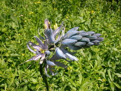 Camassia quamash