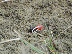 Leptuca uruguayensis