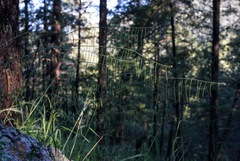 Pennellia longifolia