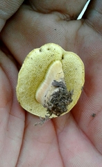 Xerocomellus ripariellus