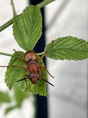 Polistes carolina
