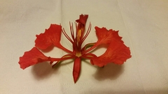 Delonix regia