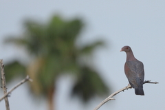 Patagioenas flavirostris