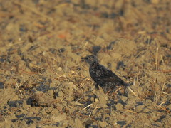 Sturnus unicolor