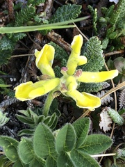 Astragalus umbellatus