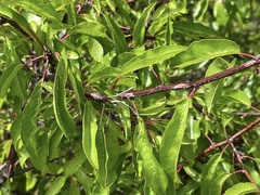 Prunus angustifolia
