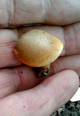 Xerocomellus ripariellus