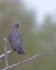 Patagioenas flavirostris