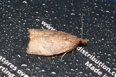 Tortricoidea