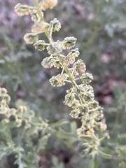 Ambrosia acanthicarpa