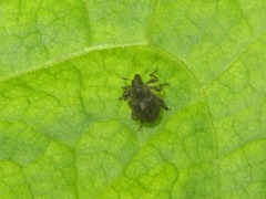 Rhinoncus leucostigma