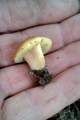 Xerocomellus ripariellus